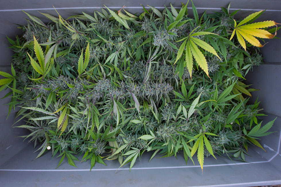52 New York Businesses Can Legally Grow Marijuana, Sales Soon