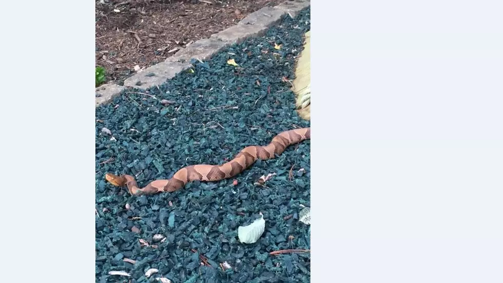 Venomous Snake Found in Hudson Valley Home’s Yard