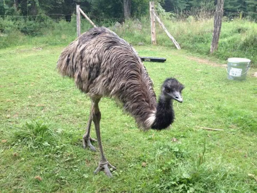 Emu Still on the Loose in the Hudson Valley