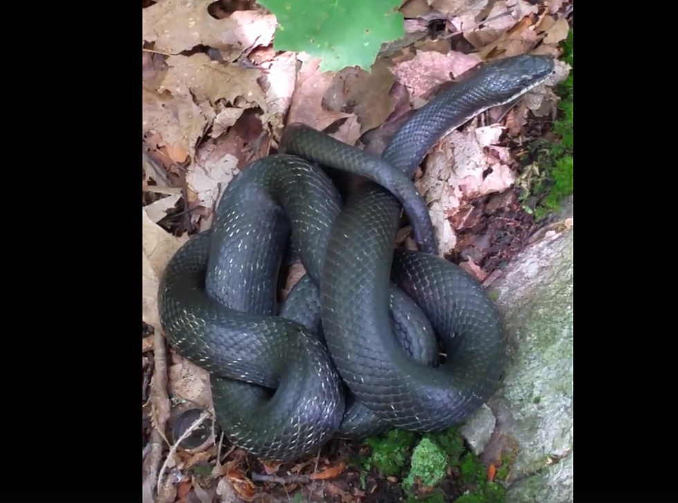Enormous Snake Found Slithering Down Busy Hudson Valley Street