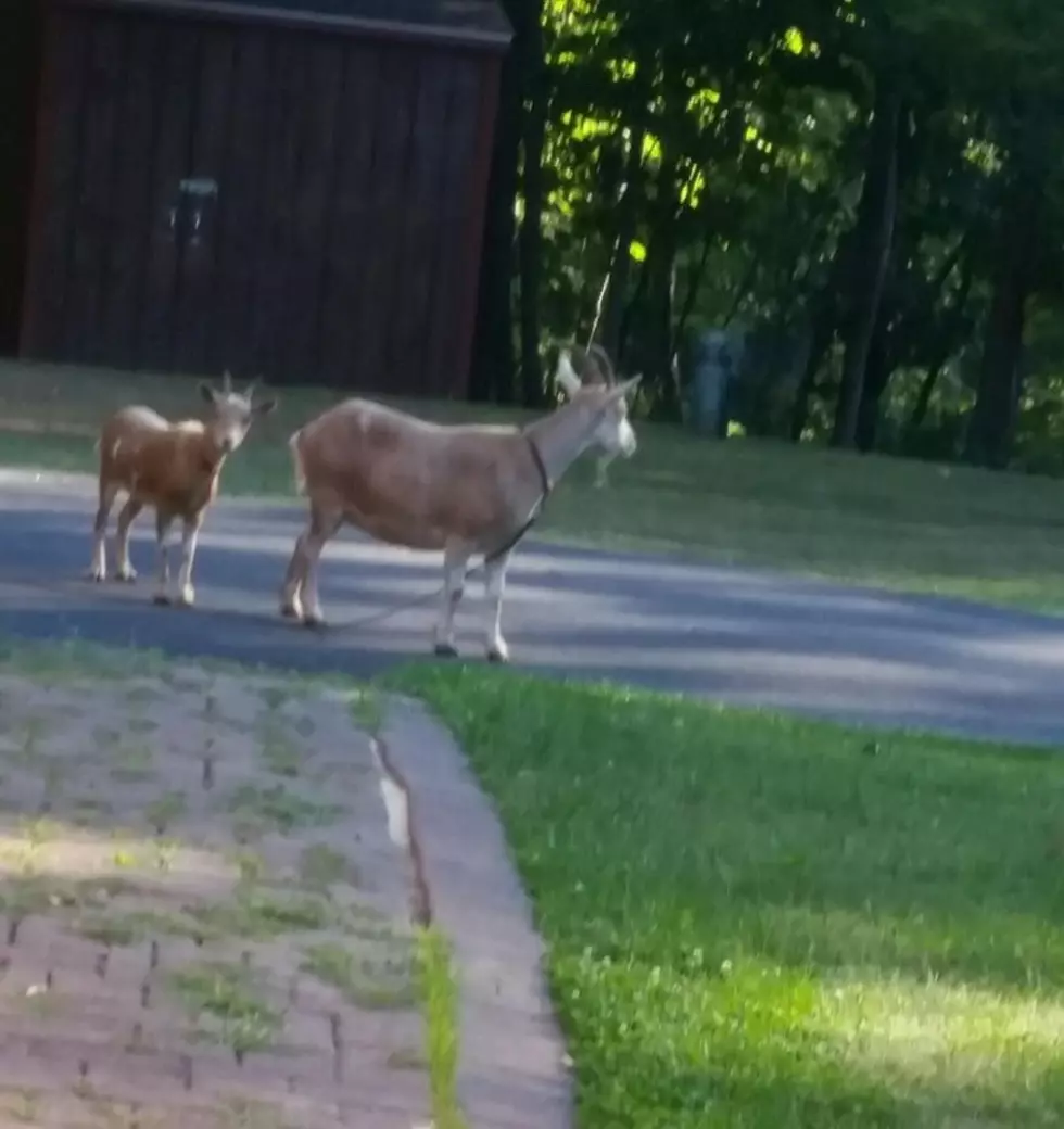 Two Goats Are on the Loose in Putnam County, Help Needed