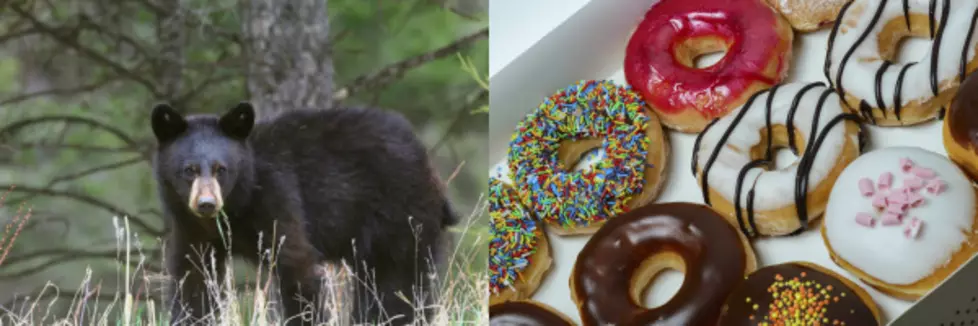 Man Kills Bear With Donuts in Hudson Valley, DEC Says