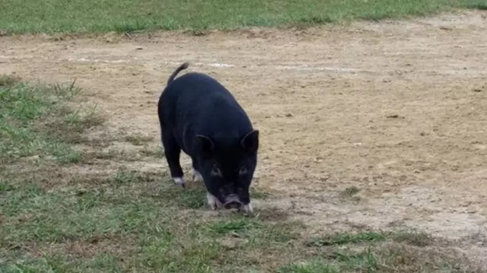 Oink! Pig Evades Hyde Park Police