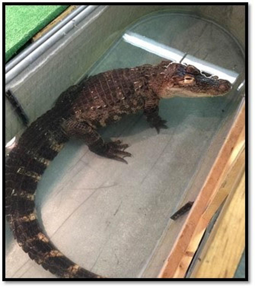 ‘Live Alligator’ Scares New York Customers Inside Hudson Valley Business