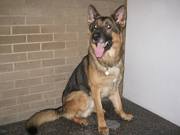 Ulster County Sheriff’s Office Mourns Loss of Former K-9