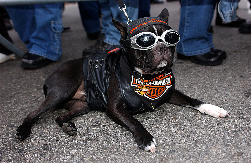 Axemen for Animals Is this Saturday at Orange County Choppers