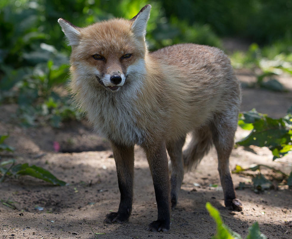 Likely Rabid Fox on the Loose in Hudson Valley, Many Bit