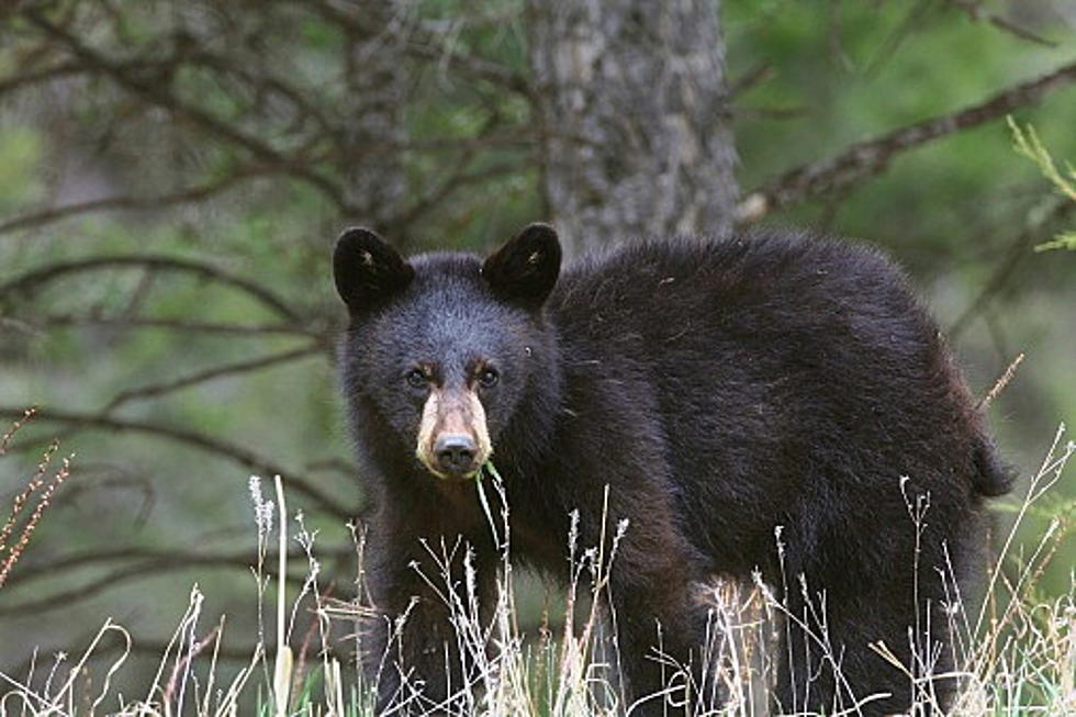 Early Bear Hunting Season Starts this Weekend