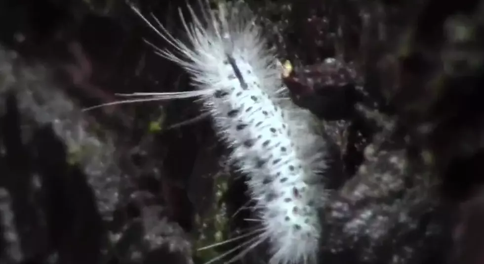 Poisonous Caterpillar Found in New York
