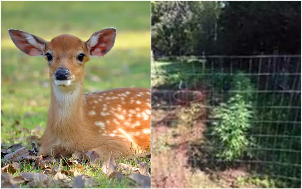 DEC: Hudson Valley Man Kept Pet Deer Near Weed Plants