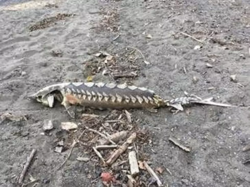 ‘Prehistoric’ Fish Washes Ashore In Hudson Valley