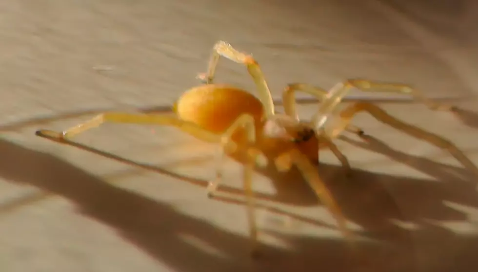 Warning: Poisonous Spiders Found In New York