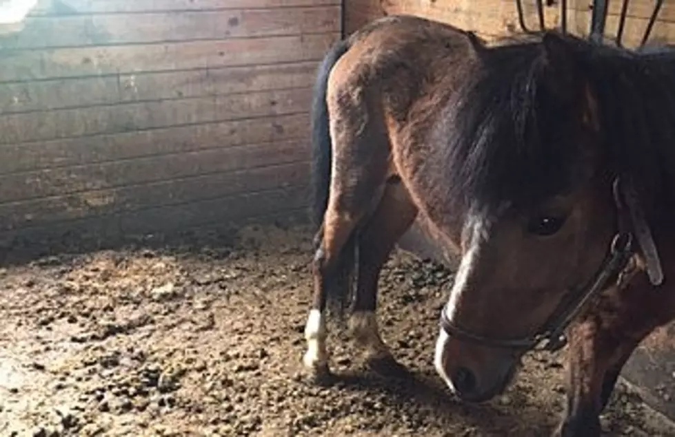 DA: Hudson Valley Woman Killed 9 Horses 