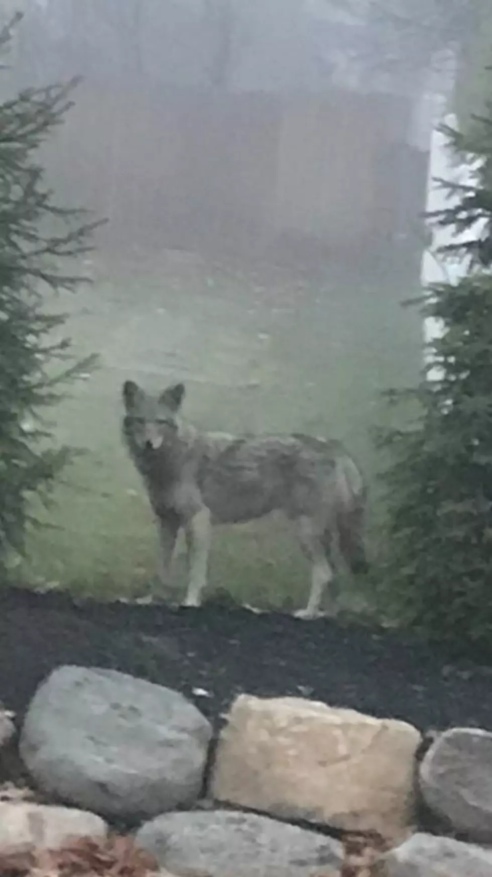 Rare Wolf Coyote Hybrid Spotted in Hudson Valley