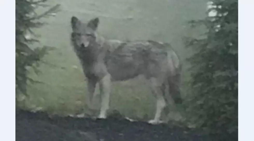 Coywolf Spotted in Lower Hudson Valley, on Palisades Parkway