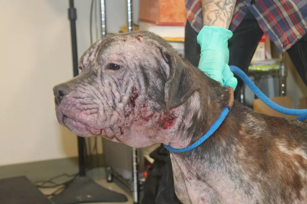 Help Needed After Dog Found Abused, Abandoned in Hudson Valley