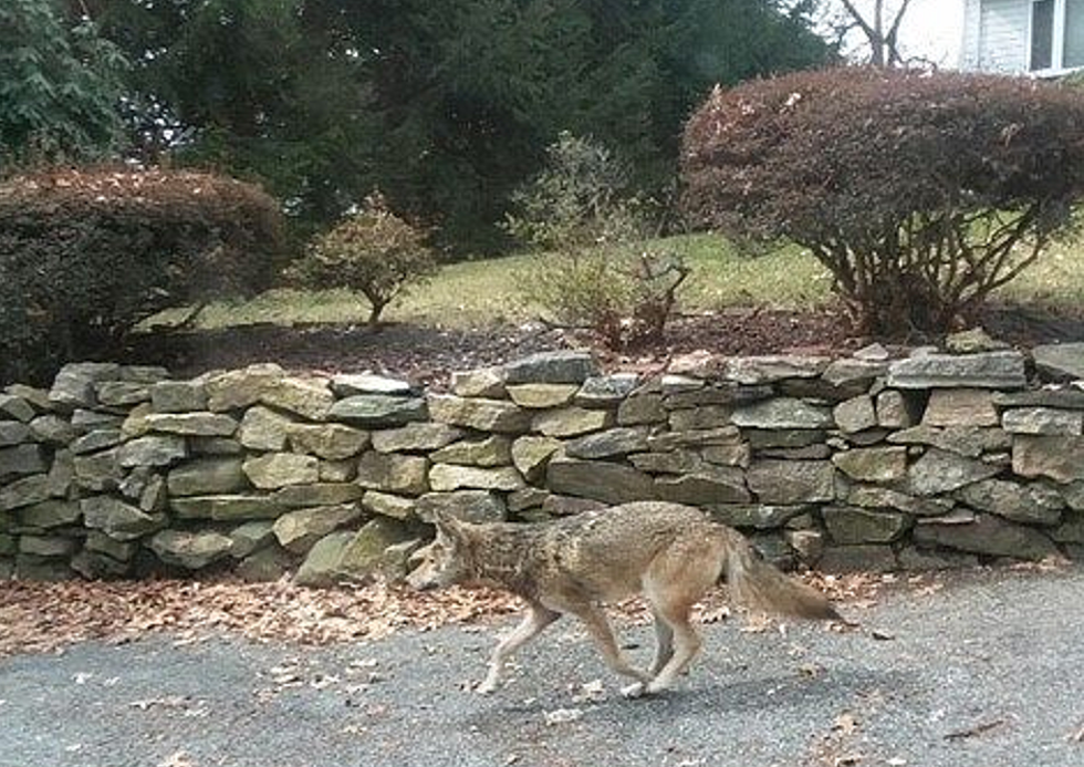 Police: Rabid Coyotes Attack Multiple People in the Hudson Valley