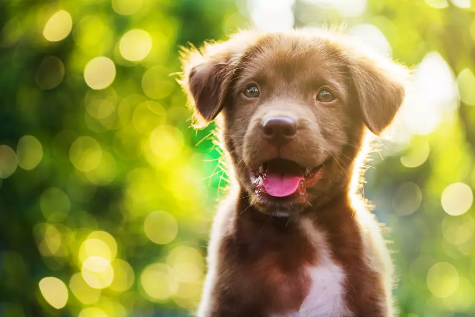 Take a Yoga Class With Puppies in the Hudson Valley