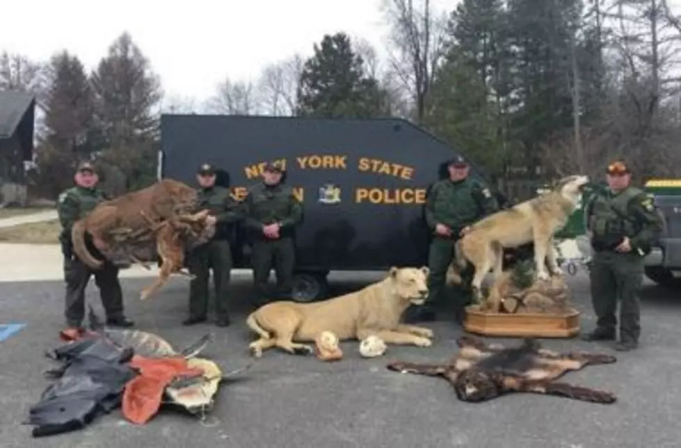 DEC: Exotic Animal Mounts and Skins Sold in the Hudson Valley
