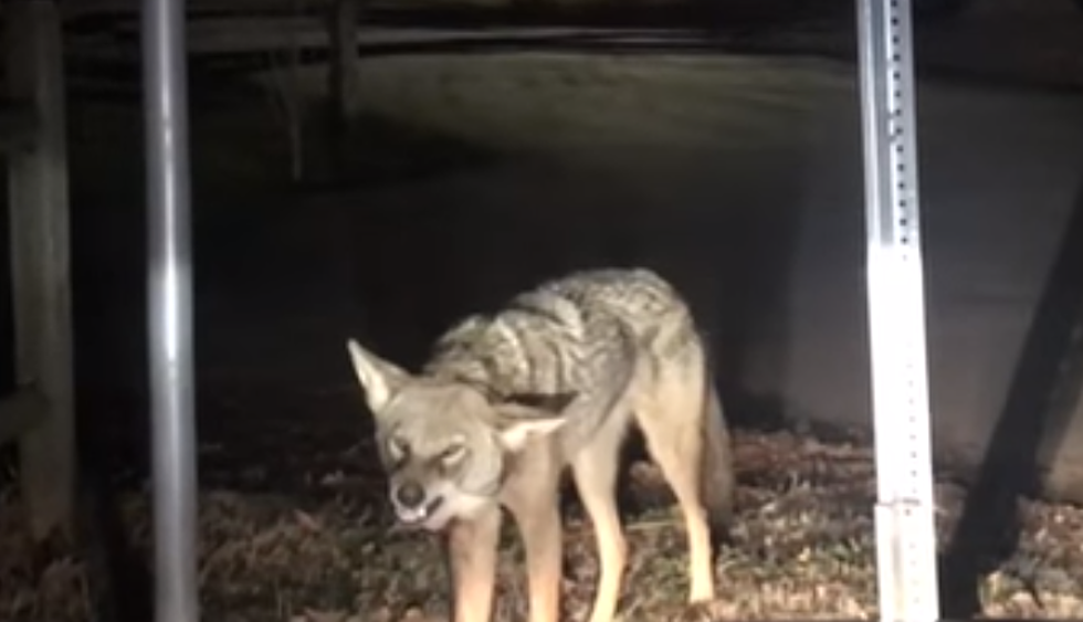 Rabid Coyote Attacks Young Girl in Hudson Valley