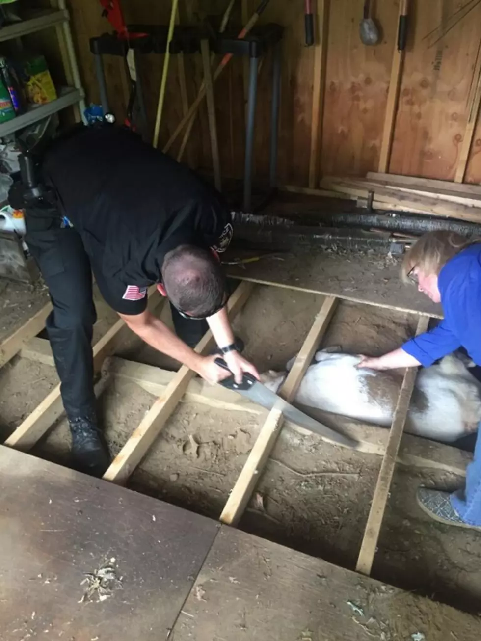 Dutchess County Police Save Dog Trapped Under Shed