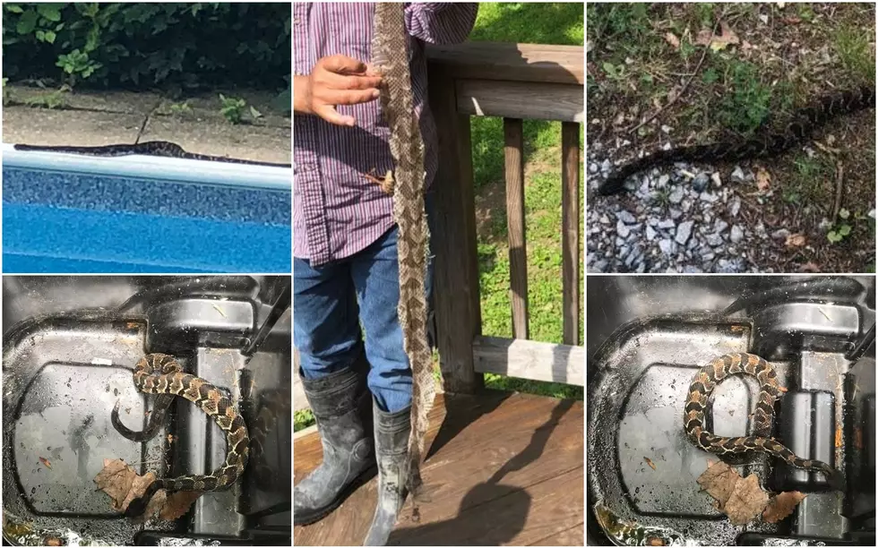 Multiple Large Venomous Snakes Found Near Hudson Valley Homes