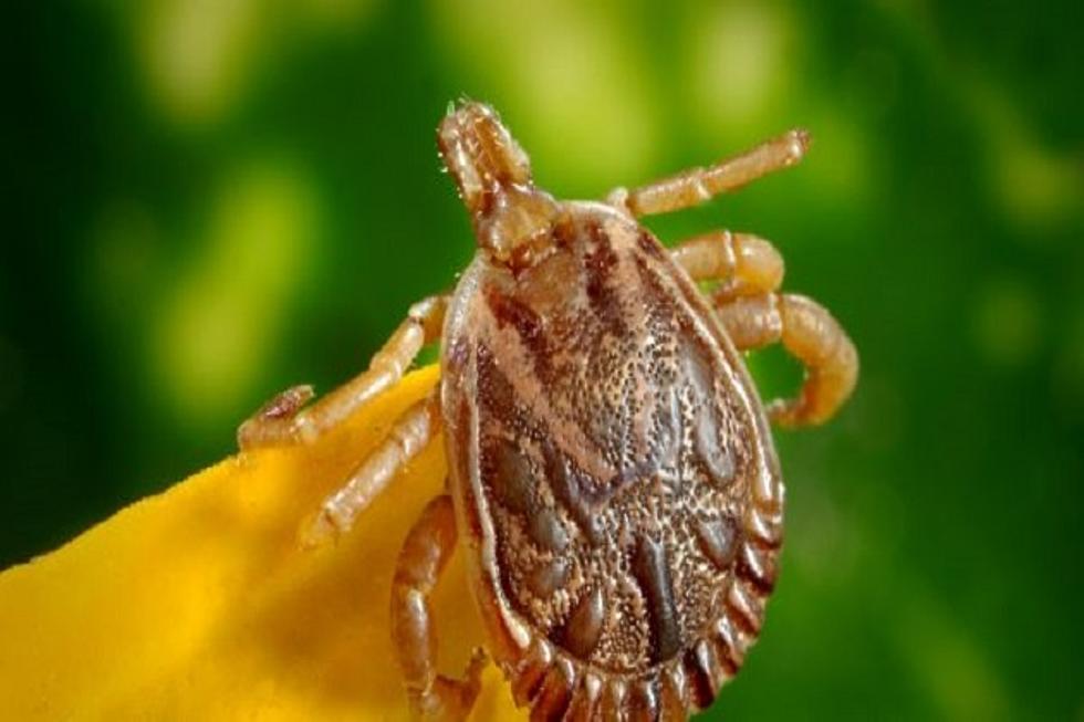 Exotic Tick Found in Hudson Valley for First Time