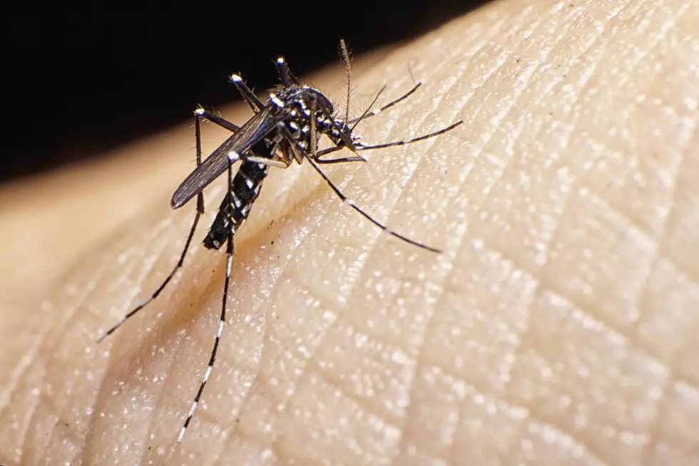 Potentially Fatal Insect-Spread Virus Confirmed in Hudson Valley
