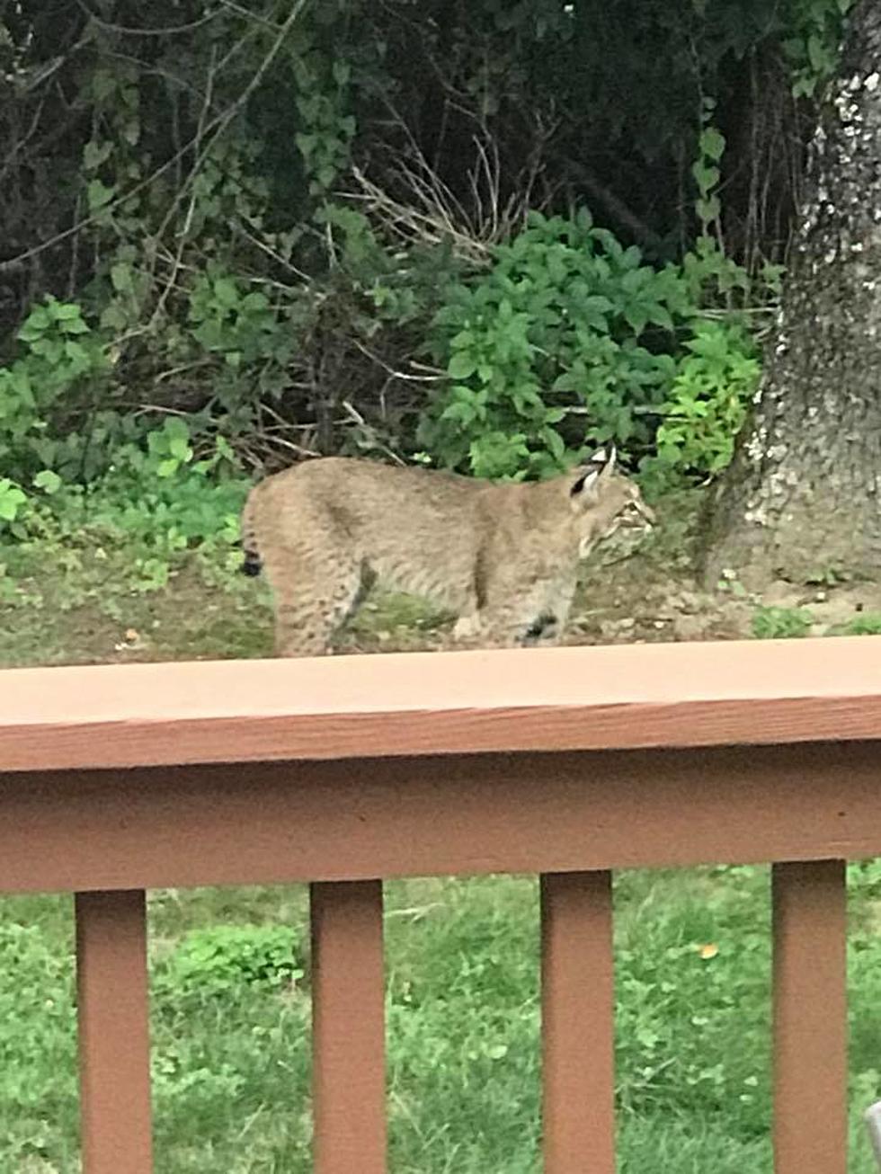 Bobcat Warning Issued After 1 Found Near Hudson Valley Home