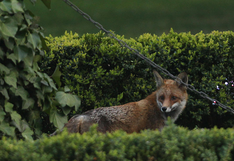 Fox With Virus that Can Kill Humans, Pets Found in Hudson Valley