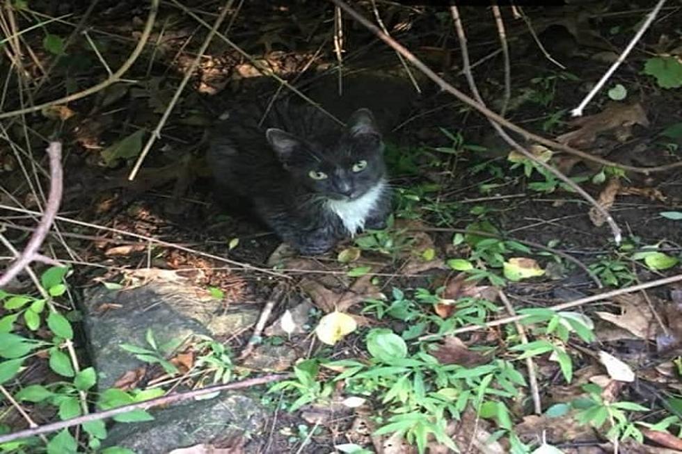Rabid Kitten Bites Hudson Valley Resident