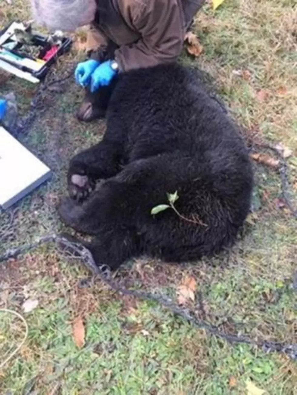 Hudson Valley Bear Found in Coyote Trap 