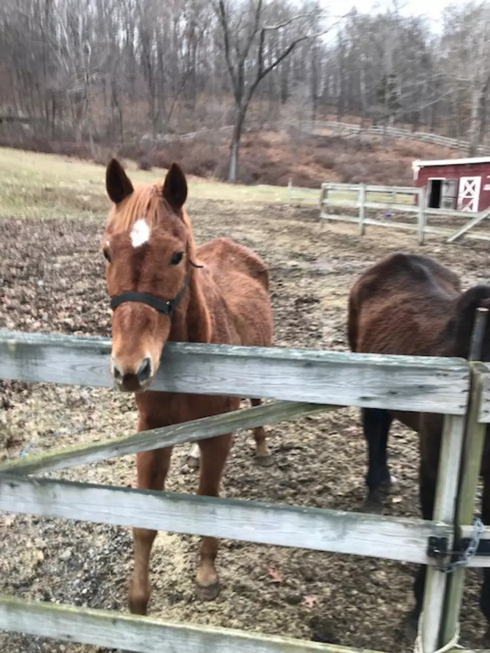 Hudson Valley Man Charged With 2 Counts of Animal Cruelty