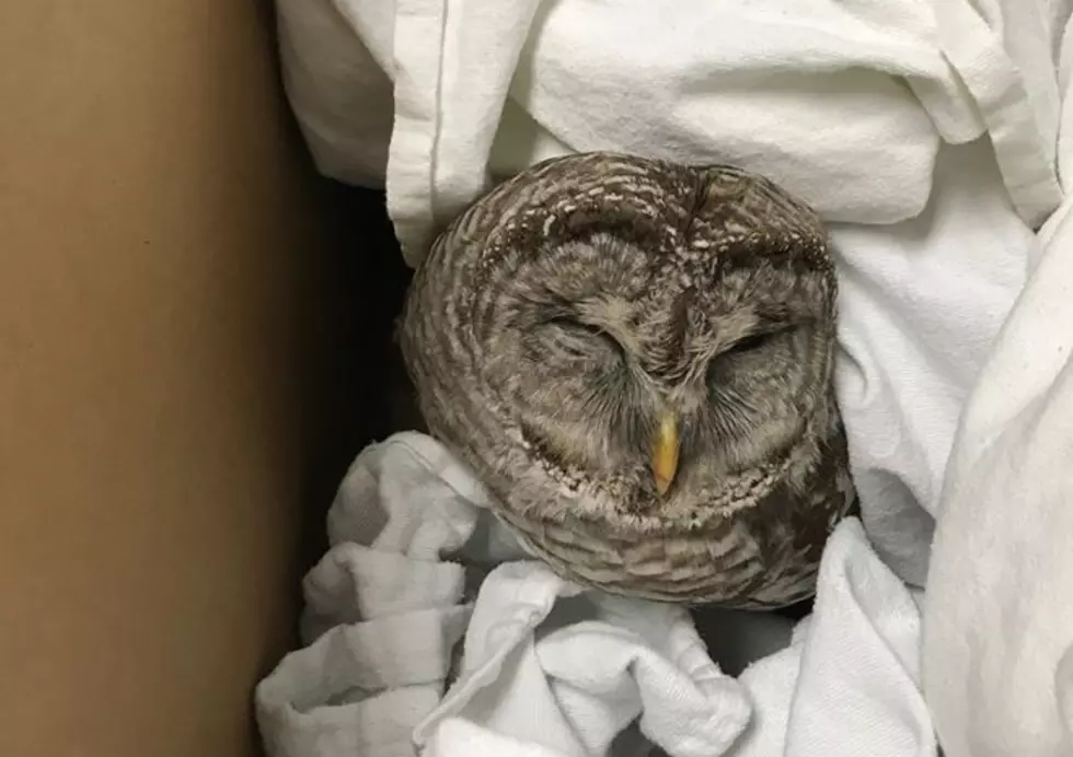 Hudson Valley Police Officers Rescue Injured Baby Owl