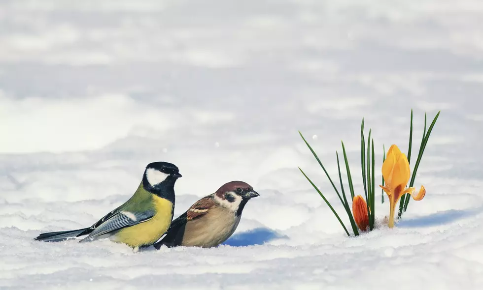 Parts of the Hudson Valley Saw Snow on Mother’s Day