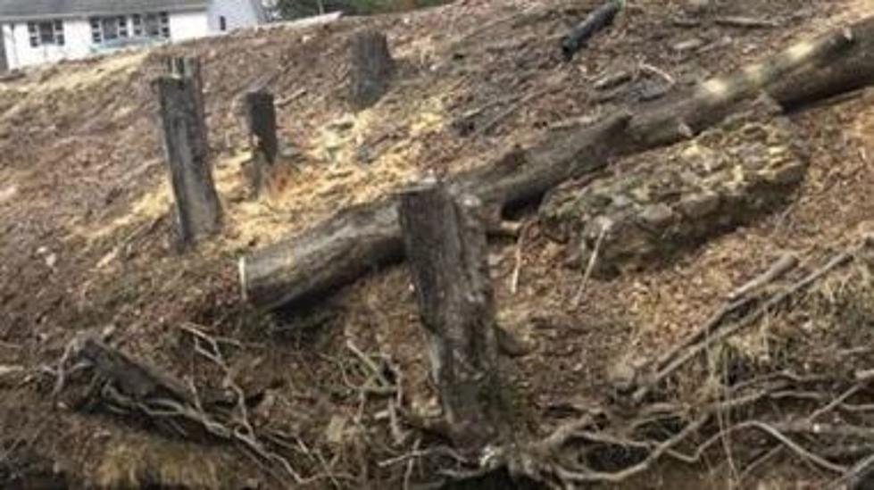 Hudson Valley Man Accused of Cutting Down Neighbor’s Trees