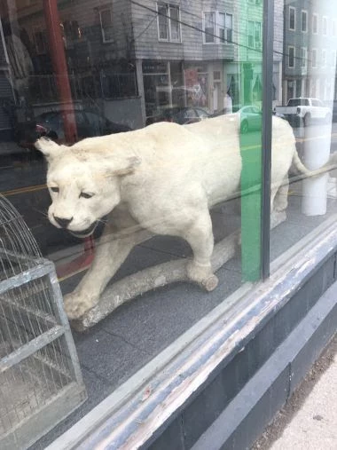 stuffed cougar for sale