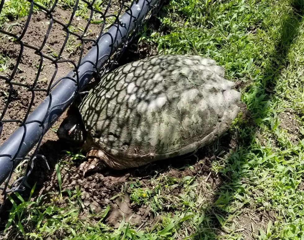 Turtle Snaps at Cop While Being Rescued in Hudson Valley Dog Park