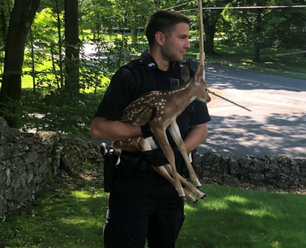 Cop, Hudson Valley Resident Save Trapped Fawn’s Life