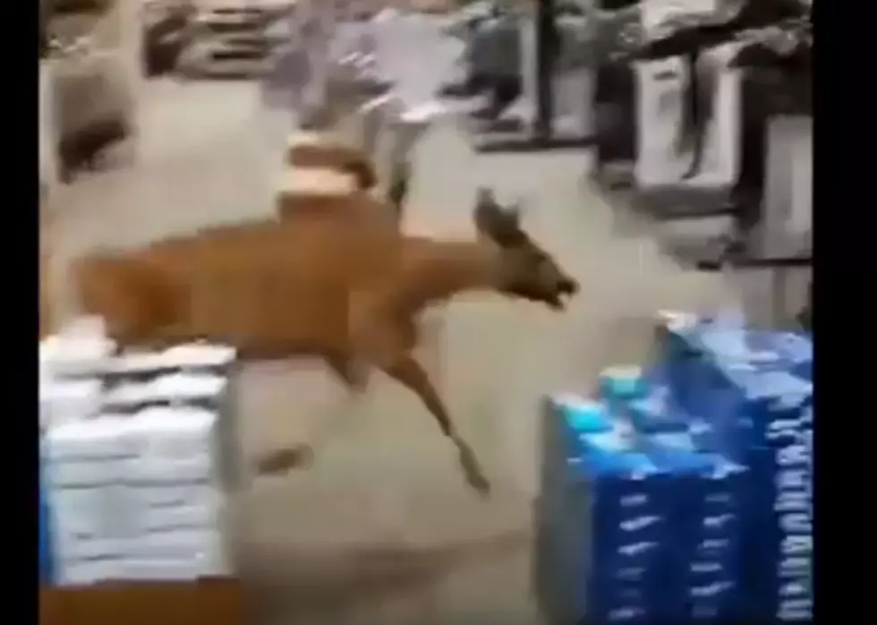 VIDEO: Deer Runs Wild Inside Store at Palisades Center Mall