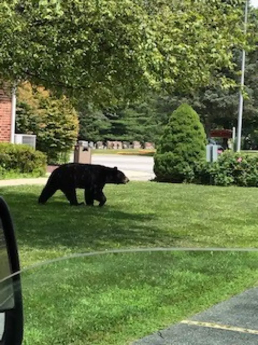Bear Seen Outside Hudson Valley Church