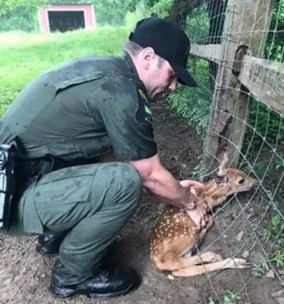 Fawn Gets Stuck in Fence Near Hudson Valley Home