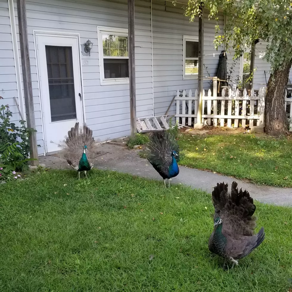 Extremely Rare Peacocks Spotted Near Millbrook Home