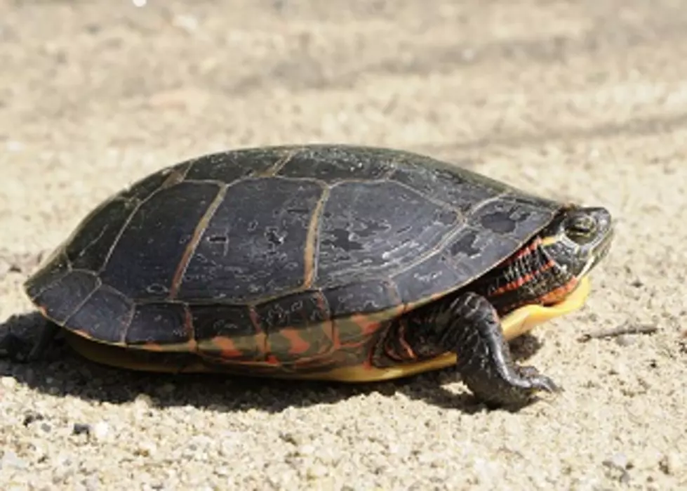 Hudson Valley Parents Found With Illegal Turtle, DEC Says