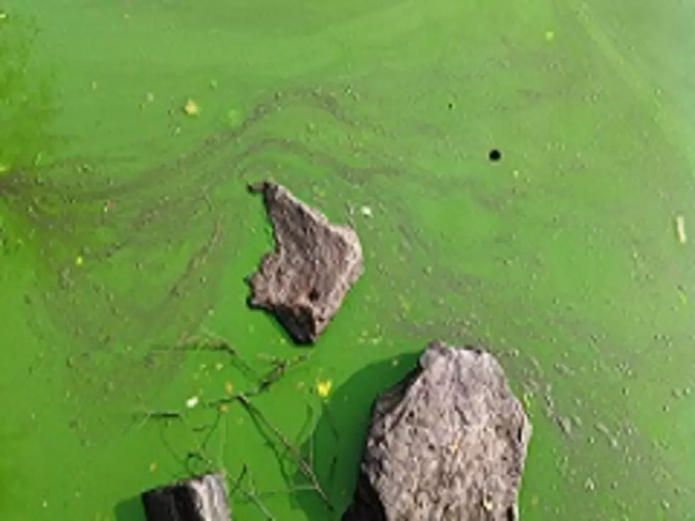 Potentially Harmful Algae Bloom Found in Monroe Water