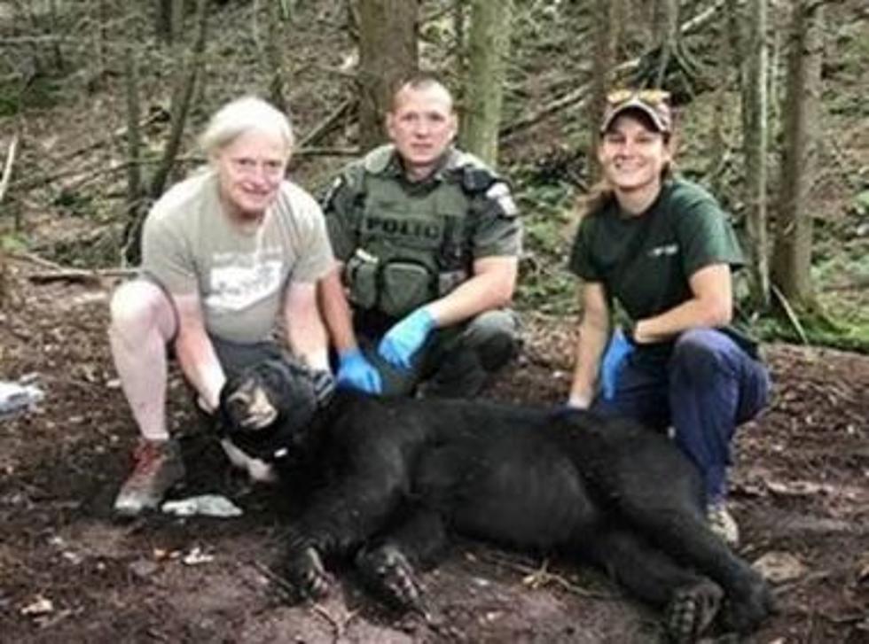 Bear Caught Fishing in the Hudson Valley