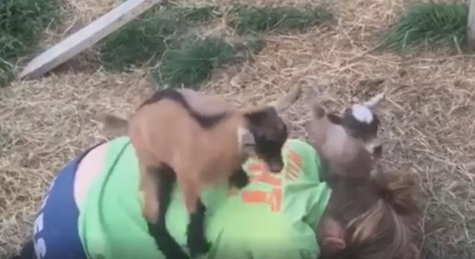 Hudson Valley Family Devastated After Pet Goats Go Missing