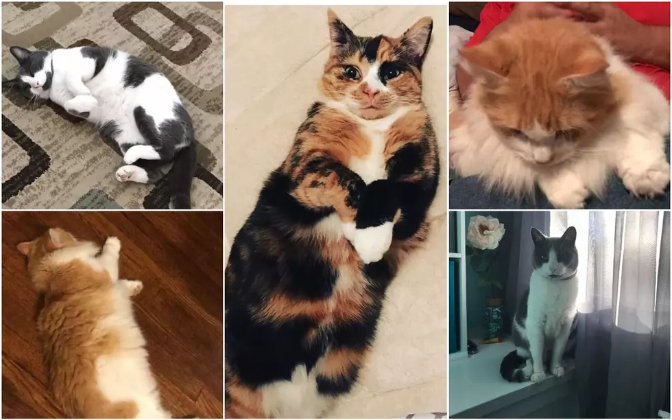 9 Beloved Cats Mysteriously Vanish From Hudson Valley