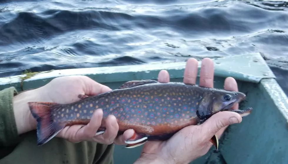 &#8216;Breakthrough&#8217; Discovery: Fish Found in &#8216;Fishless&#8217; New York Lake