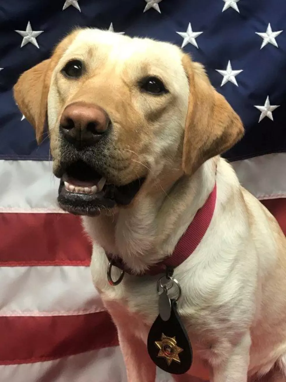 Putnam County K9 Featured By New Yorker